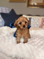 Milo, a male Cavapoo for sale in San Antonio, TX – 6 of 6