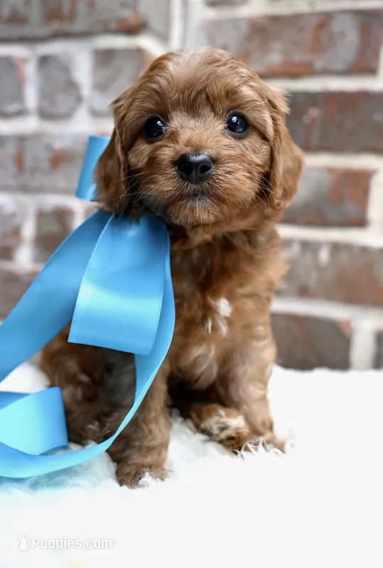Crew – Cavapoo puppy for sale in San Antonio, TX