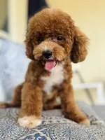 Beoding, a male Poodle - Toy  for sale in San Antonio, TX – 6 of 8