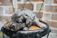 Junies pup, a female Goldendoodle for sale in San Antonio, TX – 4 of 4
