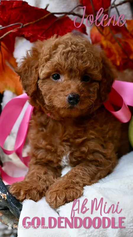 Jolene – Goldendoodle puppy for sale in San Antonio, TX