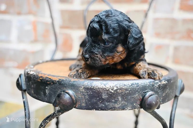 Junies pup – Goldendoodle puppy for sale in San Antonio, TX