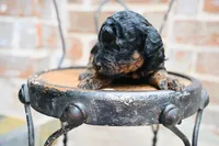 Junies pup, a female Goldendoodle for sale in San Antonio, TX – 1 of 4
