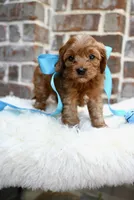 Crew, a male Cavapoo for sale in San Antonio, TX – 4 of 4