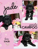 Jade, a female Cavapoo for sale in San Antonio, TX – Photo 1 of 4