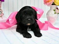 Juliet, a female Cavapoo for sale in San Antonio, TX – Photo 1 of 3