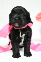 Juliet, a female Cavapoo for sale in San Antonio, TX – Photo 2 of 3