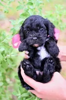 Juliet, a female Cavapoo for sale in San Antonio, TX – Photo 3 of 3
