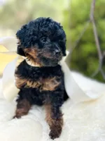 Josie, a female Goldendoodle for sale in San Antonio, TX – 3 of 10