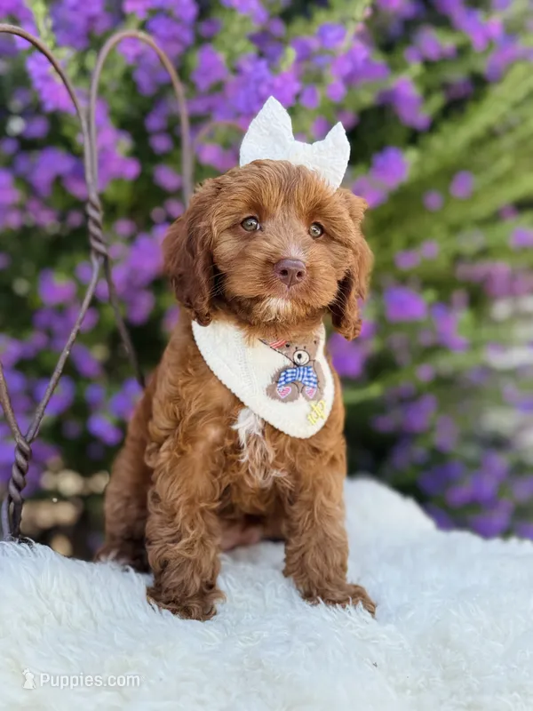 Willa – Cavapoo puppy for sale in San Antonio, TX