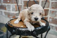 Junies pup, a female Goldendoodle for sale in San Antonio, TX – 3 of 3