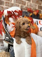Jules, a female Goldendoodle for sale in San Antonio, TX – 3 of 6