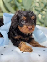 Rooster, a male Cavapoo for sale in San Antonio, TX – 2 of 6