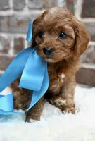 Crew, a male Cavapoo for sale in San Antonio, TX – 2 of 4