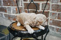 Junies pup, a female Goldendoodle for sale in San Antonio, TX – 2 of 3