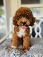 Beoding, a male Poodle - Toy  for sale in San Antonio, TX – 7 of 8