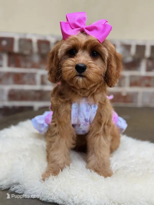 Lollybean – Cavapoo puppy for sale in San Antonio, TX