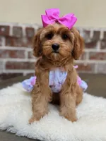 Lollybean, a female Cavapoo for sale in San Antonio, TX – 1 of 7