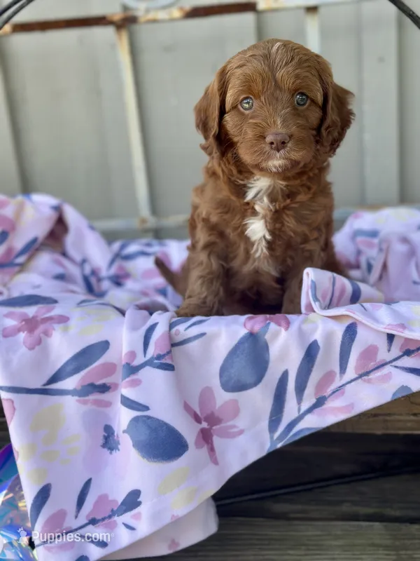 Willa – Cavapoo puppy for sale in San Antonio, TX
