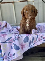 Willa, a female Cavapoo for sale in San Antonio, TX – 1 of 8