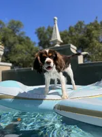 Vivian, a female Cavalier King Charles Spaniel for sale in San Antonio, TX – 4 of 5