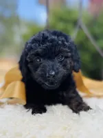 Jordie, a female Goldendoodle for sale in San Antonio, TX – 4 of 5