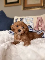 Moose, a male Cavapoo for sale in San Antonio, TX – 3 of 6