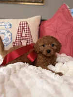 Mila, a female Cavapoo for sale in San Antonio, TX – 6 of 8