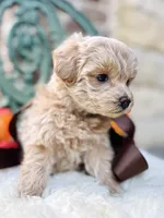 Jesse, a female Goldendoodle for sale in San Antonio, TX – 5 of 10