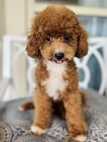 Beoding, a male Poodle - Toy  for sale in San Antonio, TX – 2 of 8