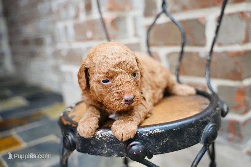 Junies pups – Goldendoodle puppy for sale in San Antonio, TX