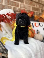 Jackie, a female Goldendoodle for sale in San Antonio, TX – 6 of 9