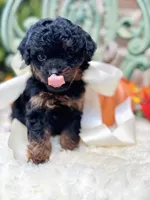 Josie, a female Goldendoodle for sale in San Antonio, TX – 6 of 10