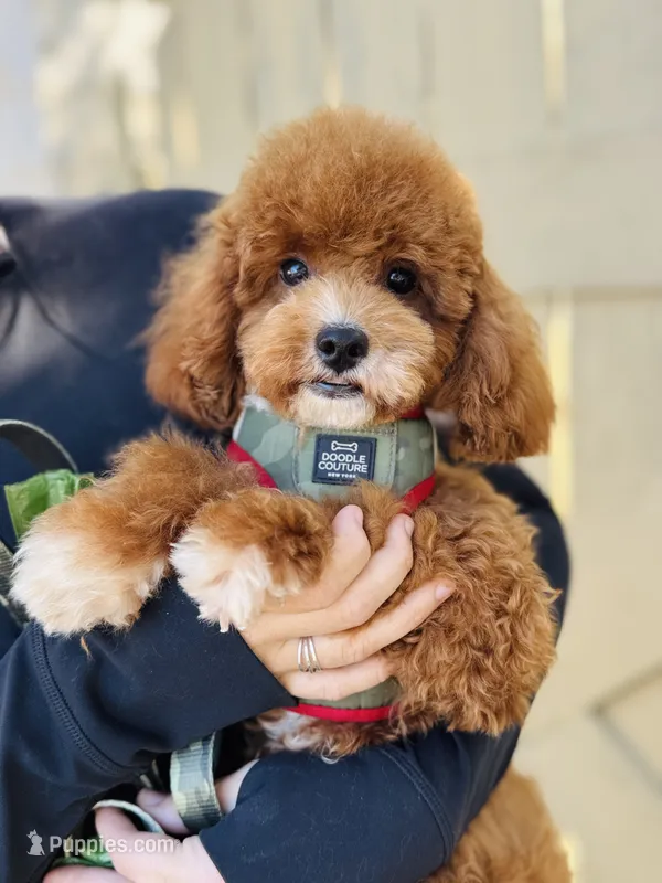 Beoding – Poodle - Toy  puppy for sale in San Antonio, TX