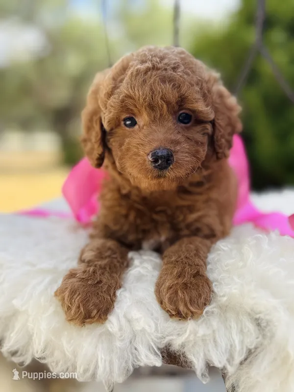 Jolene – Goldendoodle puppy for sale in San Antonio, TX