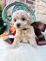 Jesse, a female Goldendoodle for sale in San Antonio, TX – 6 of 10