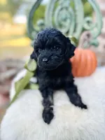 Jeeter , a male Goldendoodle for sale in San Antonio, TX – 3 of 5