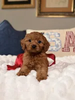 Mila, a female Cavapoo for sale in San Antonio, TX – 7 of 8