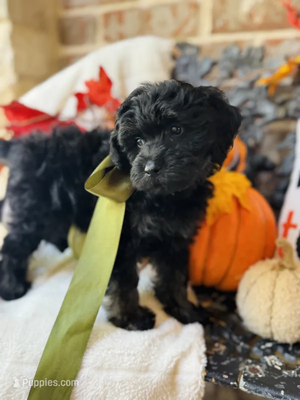 Jeeter  – Goldendoodle puppy for sale in San Antonio, TX