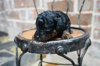 Junies pup, a female Goldendoodle for sale in San Antonio, TX – 3 of 4