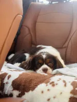 Vivian, a female Cavalier King Charles Spaniel for sale in San Antonio, TX – 5 of 5