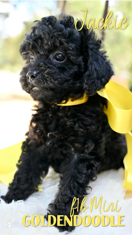 Jackie – Goldendoodle puppy for sale in San Antonio, TX