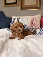 Moose, a male Cavapoo for sale in San Antonio, TX – 4 of 6