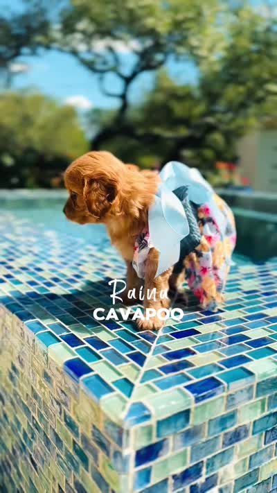 🌴Raina🌴, a female Cavapoo for sale in San Antonio, TX – 4 of 4