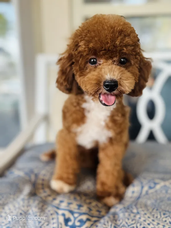 Korean Beoding – Poodle - Toy  puppy for sale in San Antonio, TX