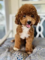 Beoding, a male Poodle - Toy  for sale in San Antonio, TX – 1 of 8