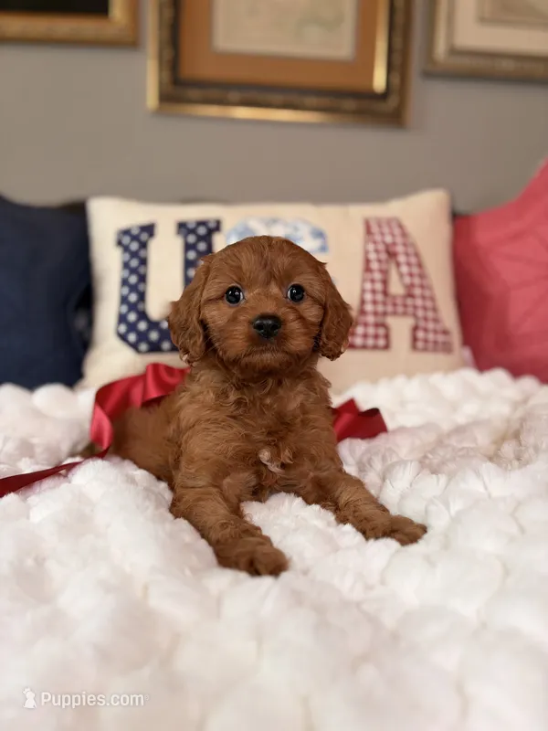 Mila – Cavapoo puppy for sale in San Antonio, TX