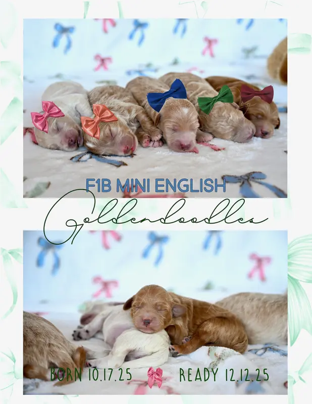 Mini Goldendoodles