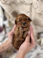 Coral, a female Cavapoo for sale in San Antonio, TX – Photo 2 of 3
