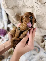 Coral, a female Cavapoo for sale in San Antonio, TX – Photo 3 of 3